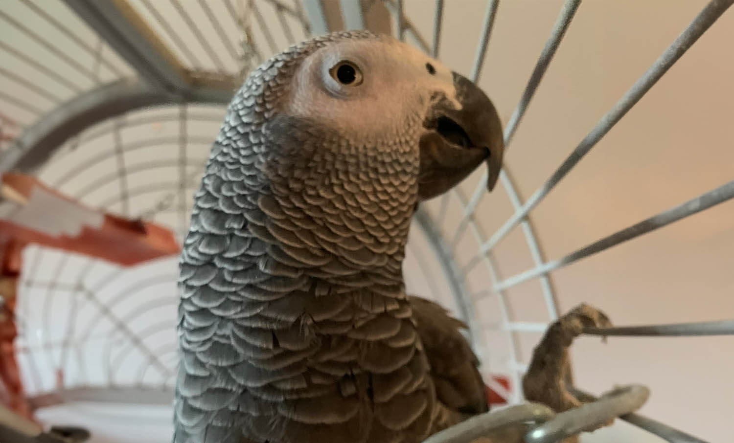 African Grey
