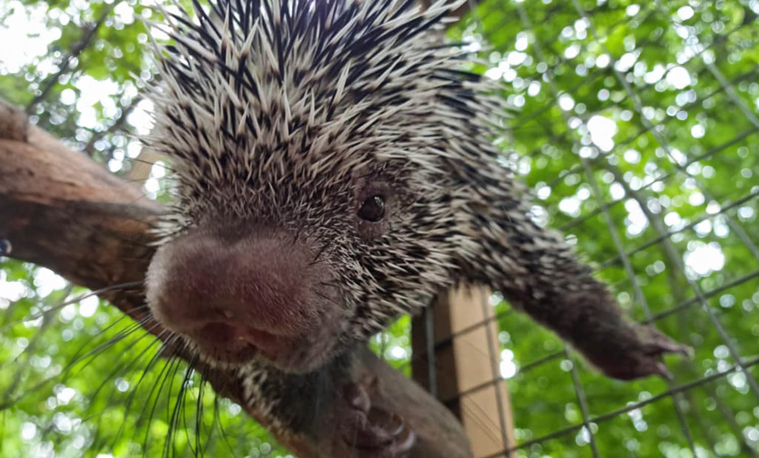 Brazilian Tree Porcupine