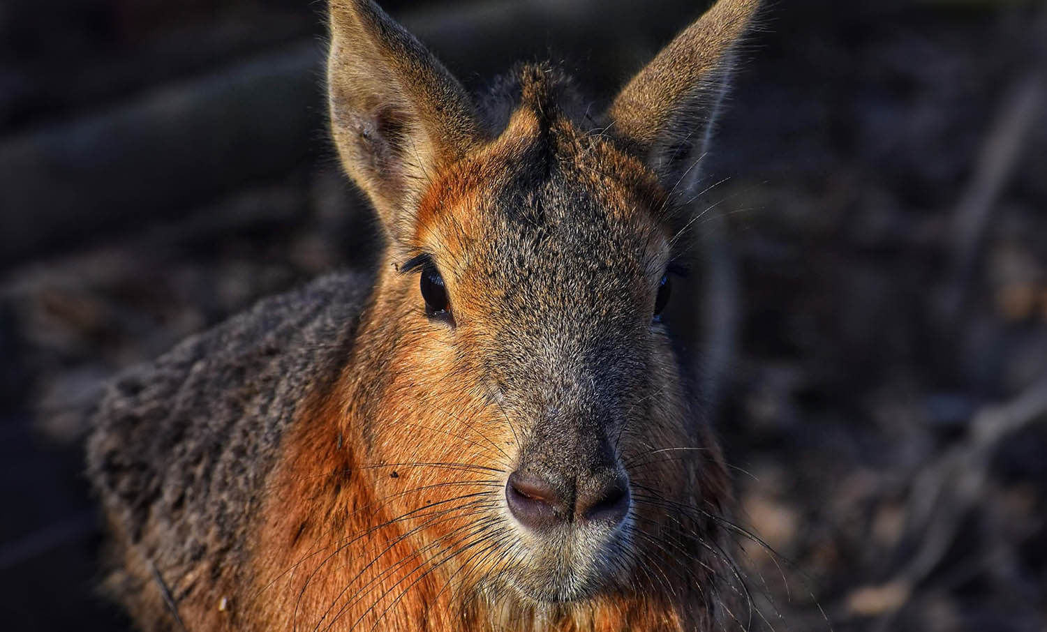 Patagonian Mara