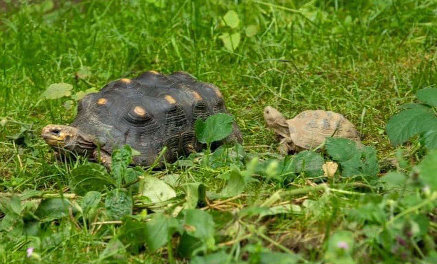 Red-footed Tortoise - Bridlington Animal Park