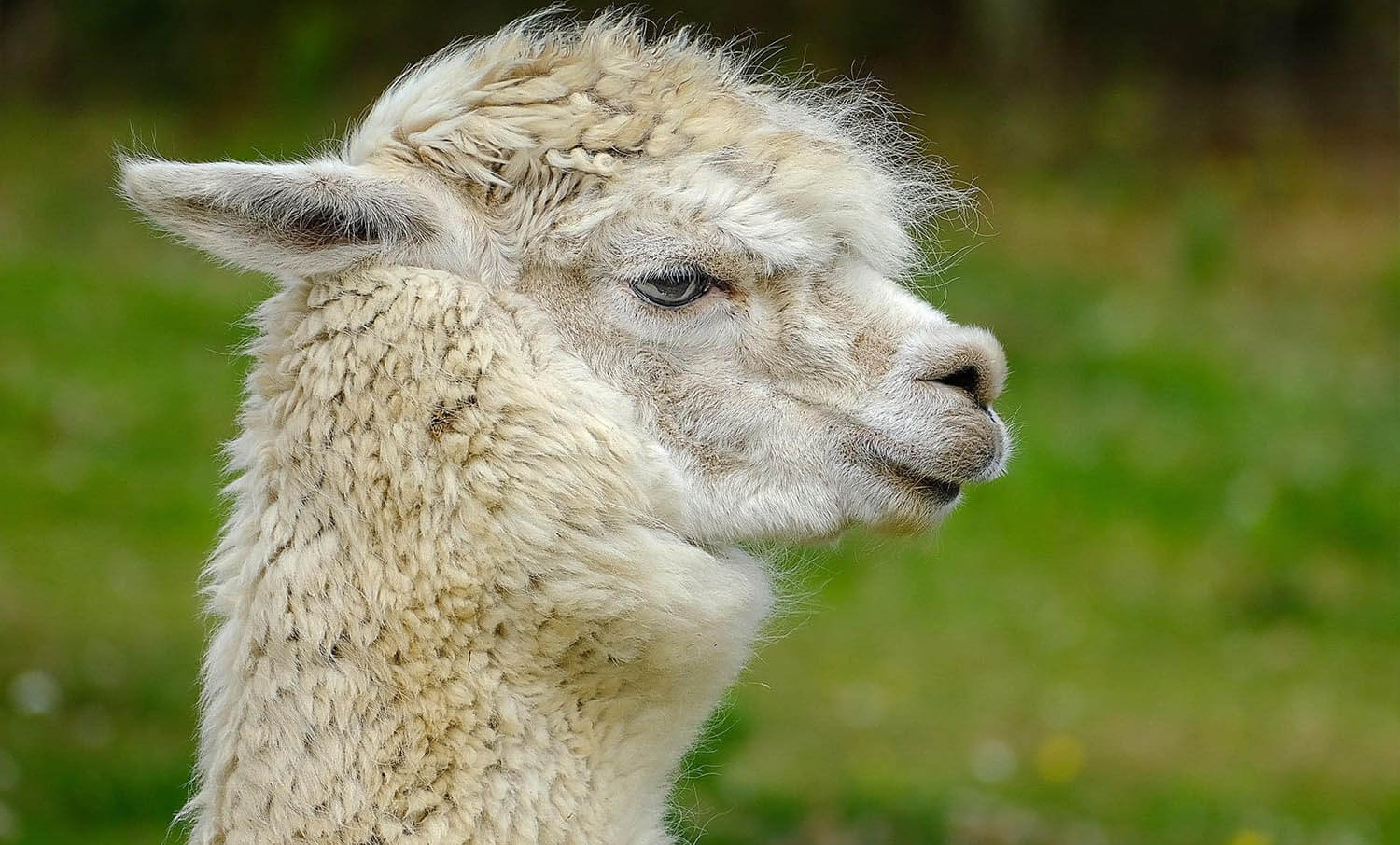 Alpaca - Bridlington Animal Park