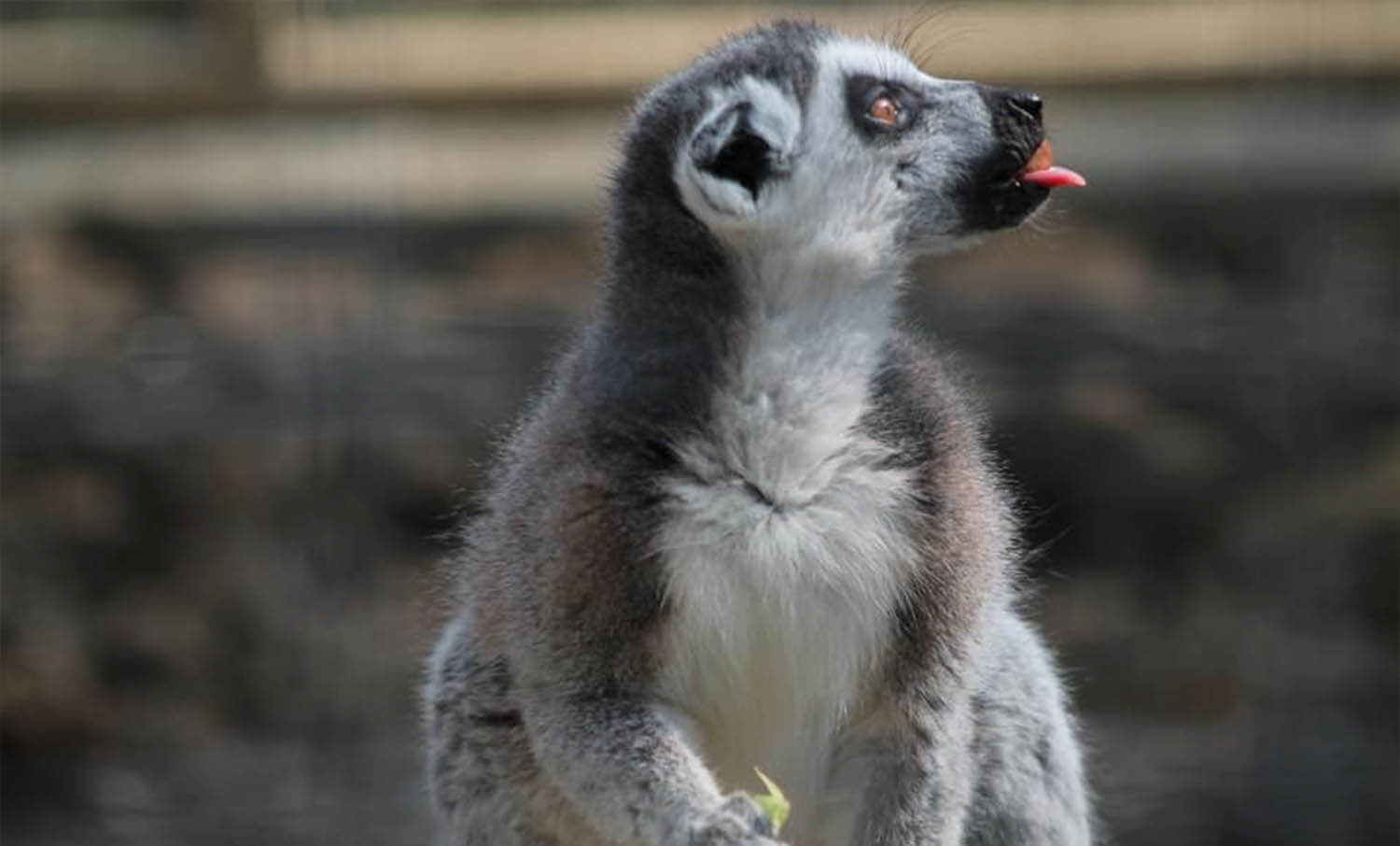 Ring Tailed Lemur - Bridlington Animal Park