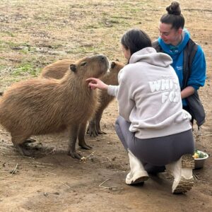 capybara experience